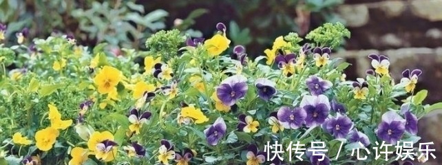 任何容器都能用来做花盆，请收好这30种美丽的花盆搭配设计