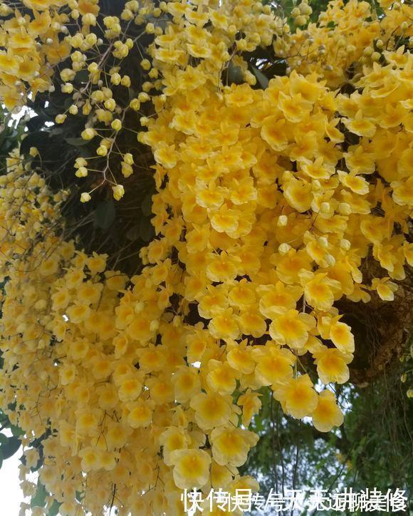 13种耐阴花卉，光照不足也能生长旺盛，开花茂密