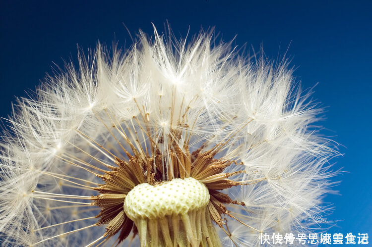 药用价值|蒲公英是清热解毒的好药！但医生提醒：3类人尽量别碰，没好处