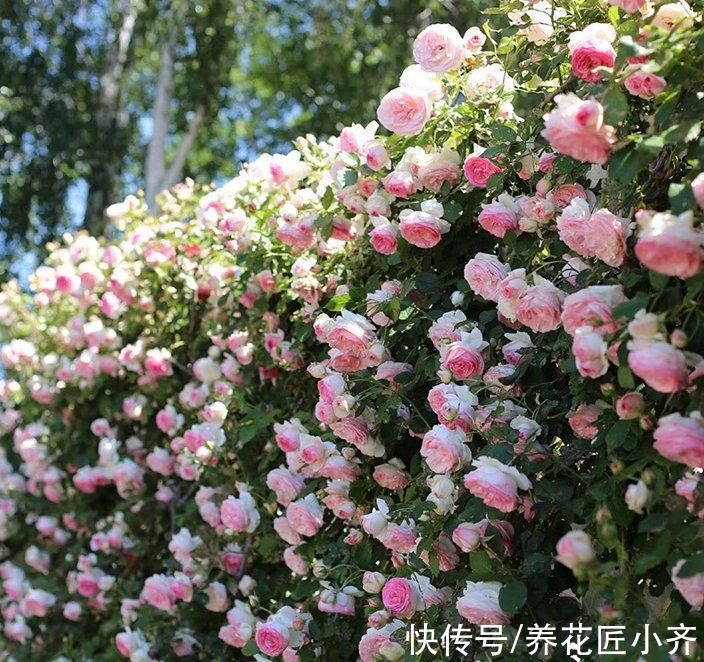 7种“爬藤花”,花园必须种一棵,1年爬满墙,开成花瀑布