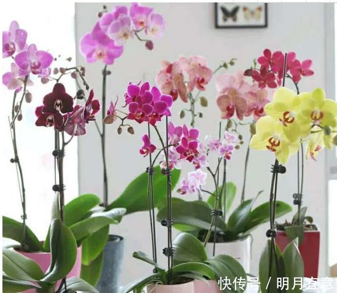 最受欢迎的“6种花”,漂亮好养,晒晒太阳就开花,特别好养