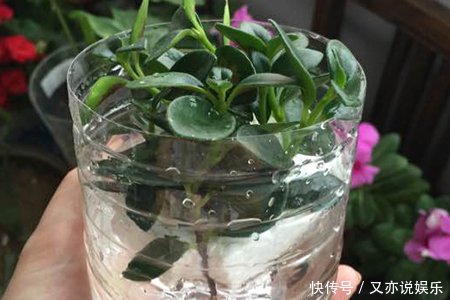 金鱼吊兰|金鱼吊兰怎样扦插教你4种扦插方法,2周就能生根,一盆变10盆