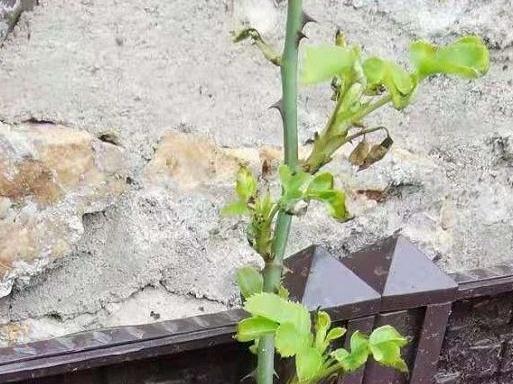 有机肥|月季花秋冬该怎么施肥,三种苗情施肥大不同