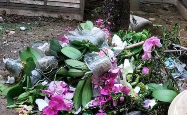 春季蝴蝶兰花期结束，垃圾桶边多转转，捡到救一救，救活就是赚到