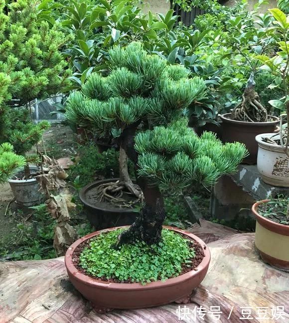 浇水|这4种“盆景树”,不仅观赏性高,寿命还特别长,越养越值钱