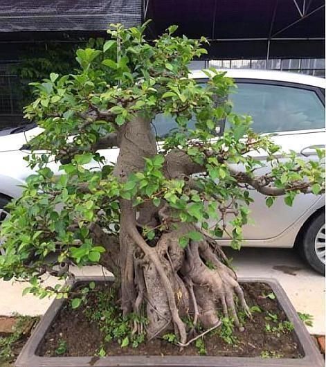 植株|老师傅经验养盆景,不会修剪“3种根”,再养7年都“不入门”