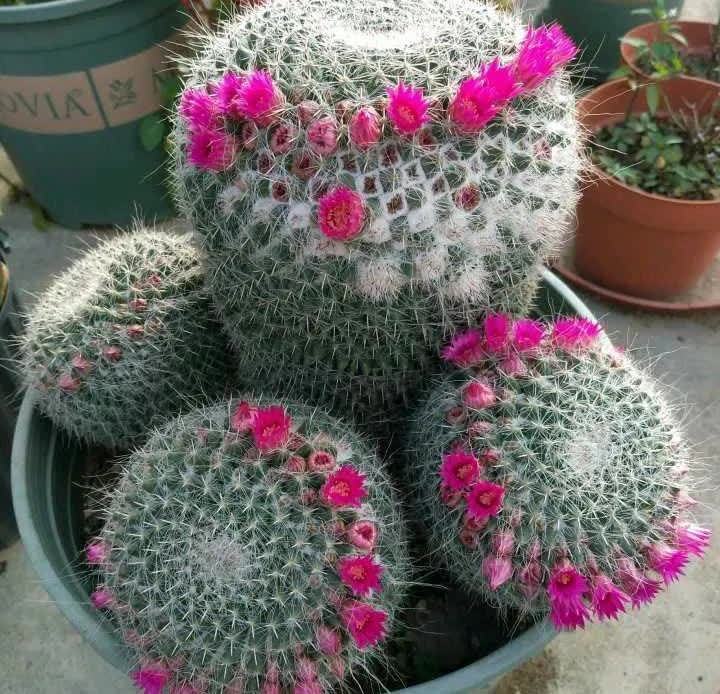 这5种耐旱花,浇水要小心,不烂根不黄叶,养旺很简单