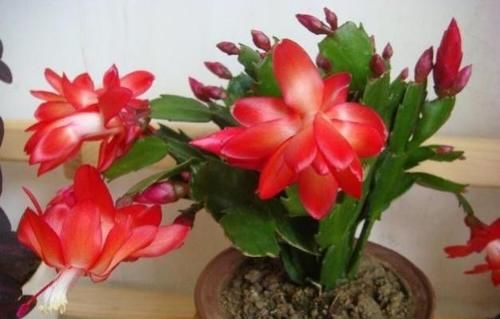 树典型：长寿花、仙客来、蟹爪兰，修剪的“对象”不一样