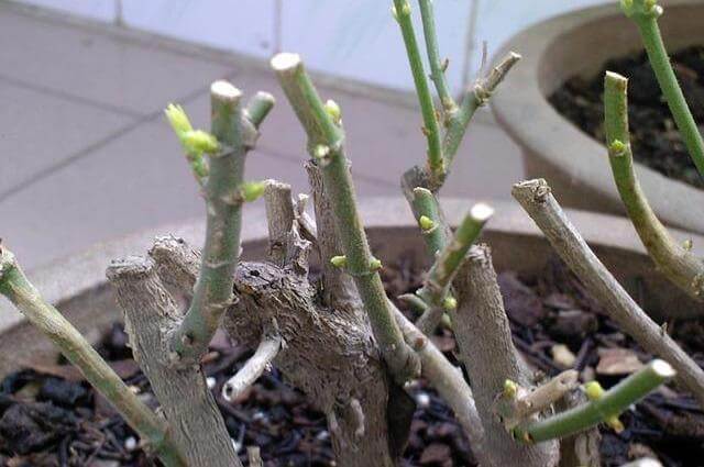 枝条|矮化茉莉的手法,只需这里“剪一下”,植株矮壮,发满“花芽”