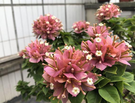 三角梅不开花，控水之前落下“这1步”，控完还是不开花