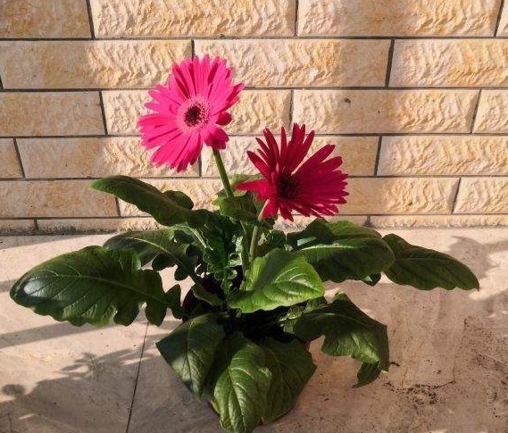 世界上品种最多的植物,没有之一,光路边就有20多种!