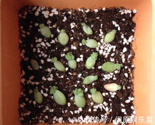 多肉新玉缀怎么叶插教你3个小步骤，叶插后生根快速长势旺盛