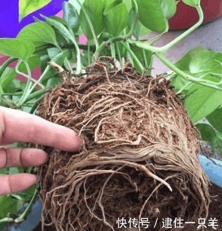 老花农|植物换盆后不易养活?老花农教你一招,换盆后蹭蹭疯长