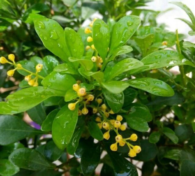 花店买回来的带花苞米兰花到底怎么养，才几天米兰花就叶黄花苞掉