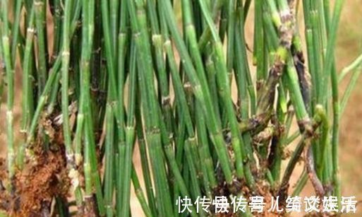 野菜|农村里不起眼的野菜，一斤买到50元，对人体有很大的功效！