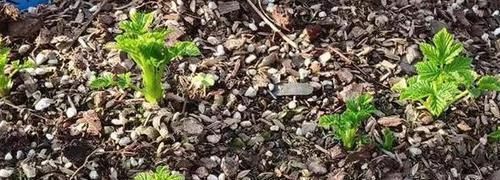 植物|想要酸性土养花该怎么弄兑点它们,喜酸植物不再黄叶掉花苞