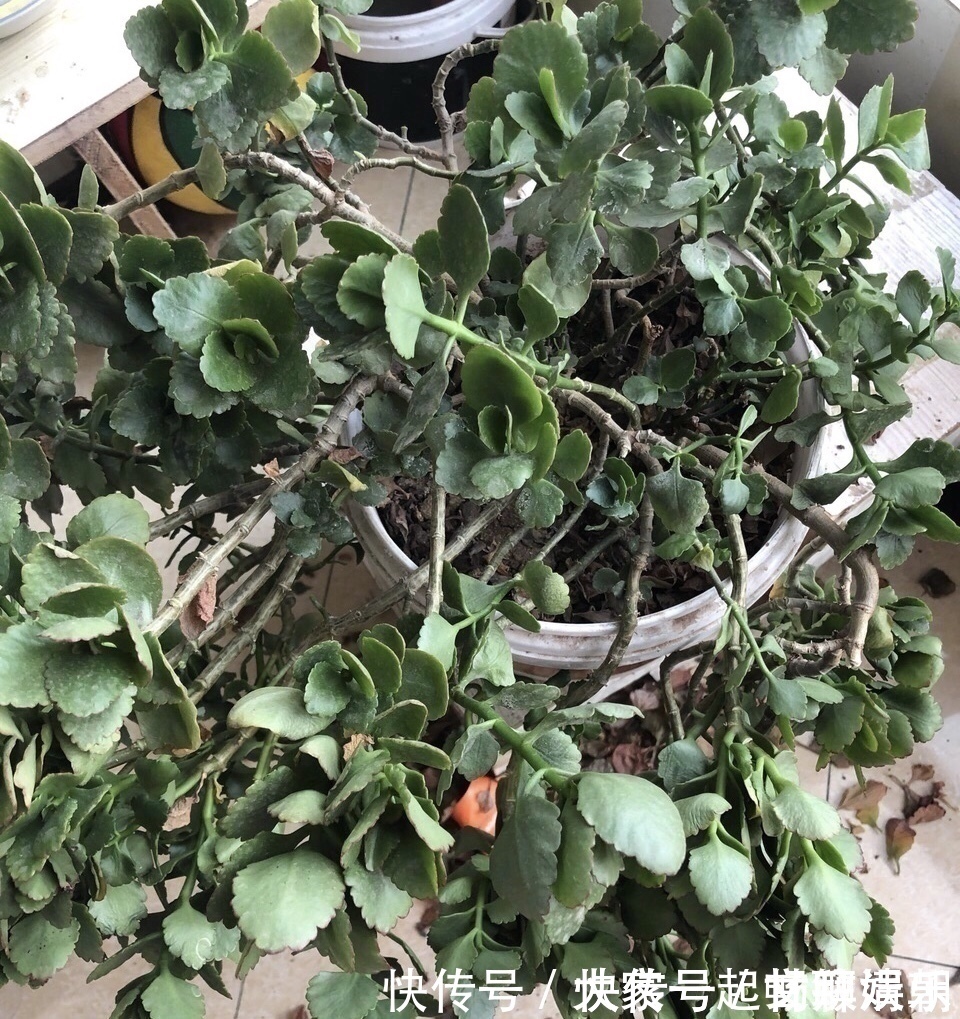 3个养花“小技巧”,越早知道越好!养花百分百成活,1分钟学会