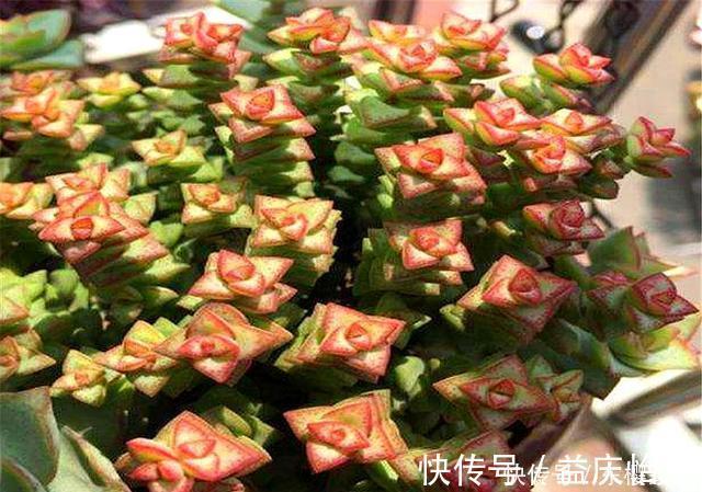 冬天|多肉中的“招财王子”,晒一晒就脸红,爆头简单,冬天照样蹭蹭长