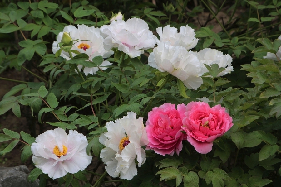 菊花|5种“吉祥花”，古代人也喜欢养，寓意好又富贵，日子越过越舒心