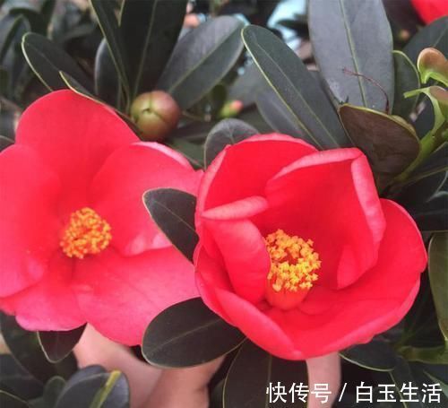 最“名贵”的茶花,花色艳丽,四季开花,已经被列为一级珍稀植物