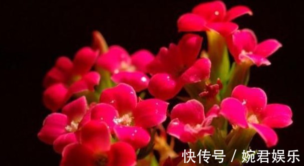 盆栽|长寿花品种众多花色娇艳,能够盆栽,养护的时候要注意的几个地方