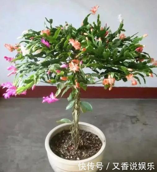 蟹爪兰养不好,用此“神木”一嫁接,快速爆满芽,开成“花树”