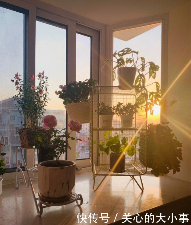 一米宽的小阳台,也能养出繁花似锦!