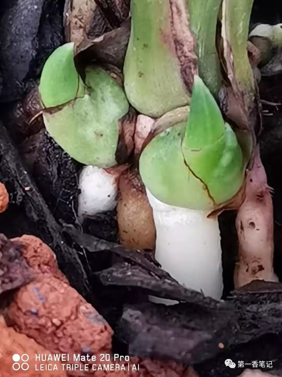 572:兰花鉴别鉴赏中花芽与花苞习性的论述