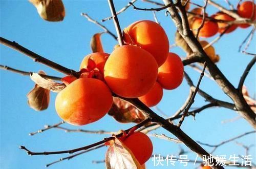 美容养生|聪明的人喜欢吃三种食物，美容养生、滋润肌肤，越吃越年轻！