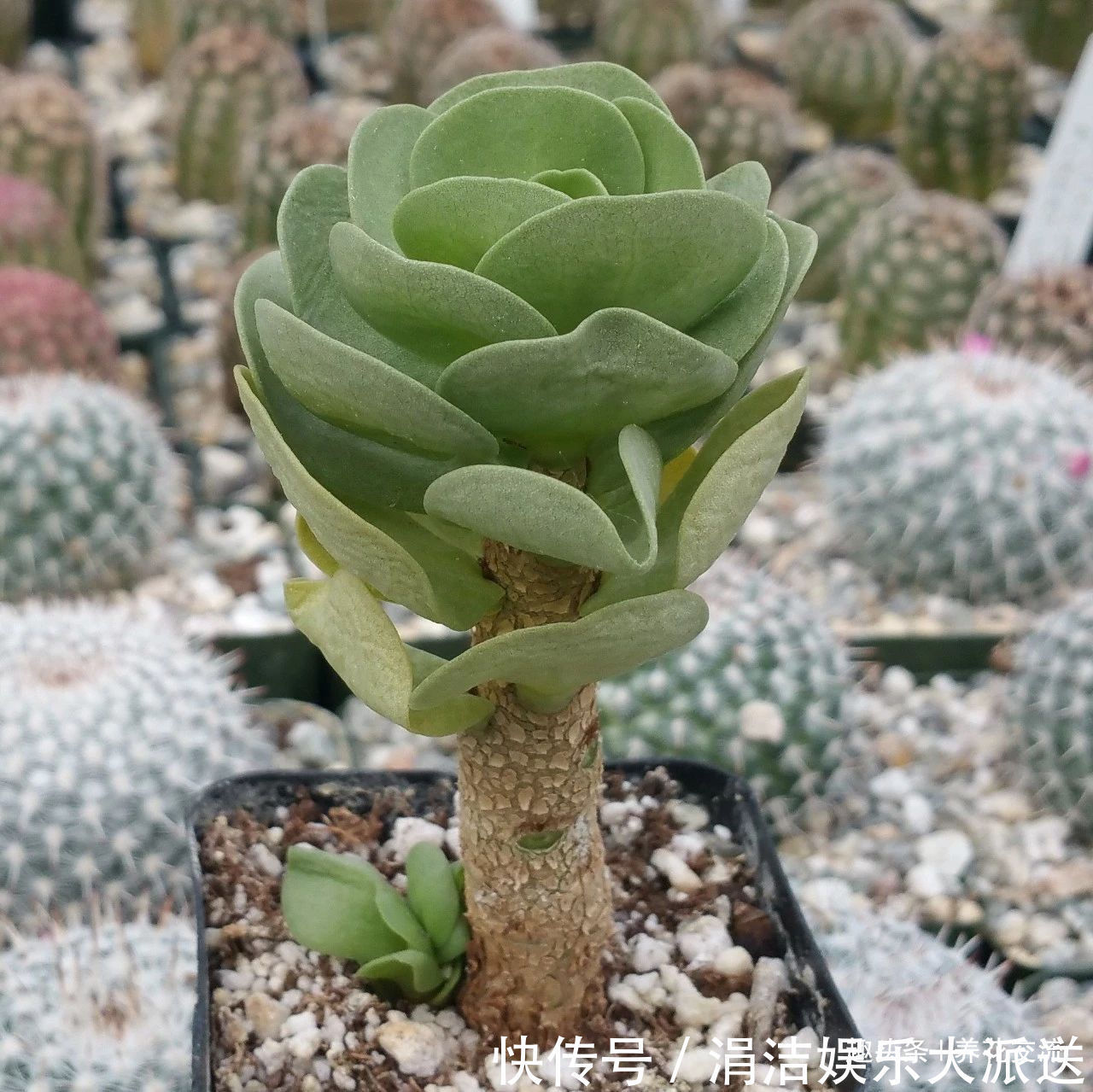 很多人都以为金钱木是多肉植物,其实它是一种草本观叶植物