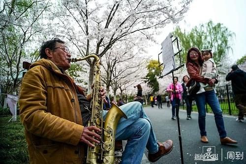 晨镜头|又是一年樱花季，赶紧来鲁迅公园邂逅一场樱花雨 | a5200