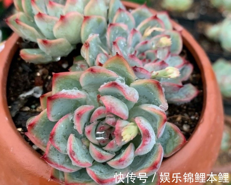 养殖|养多肉有3个基础要领,盆栽法师,再多注意2细节,轻松养好