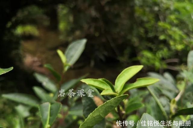  大红袍|武夷岩茶秘辛，三百多年的母树大红袍，为什么长不成参天大树