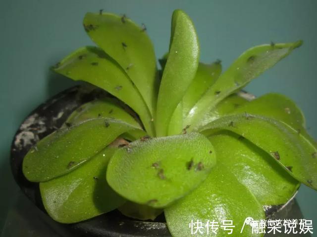 1把沙子撒盆里，土不板结根不烂，叶不黄小飞虫也没了！