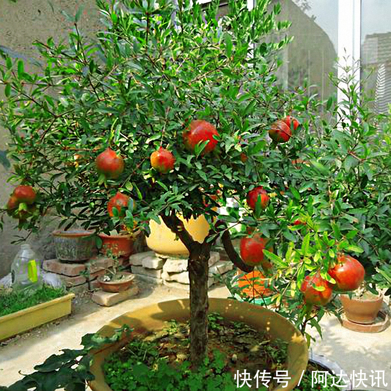 罗汉松|6种“吉祥树”，有地方建议种一棵，能吃能观赏，旺财镇宅样样行