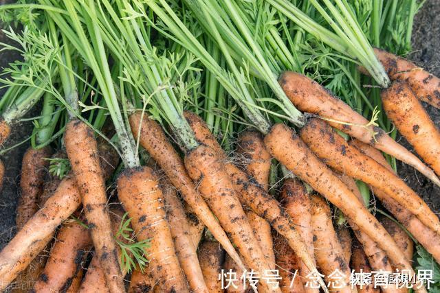 表皮|买胡萝卜，到底选带泥的还是不带泥的？菜贩：这种我从不给家人吃