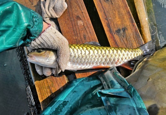 常被年轻人误认成草鱼,殊不知是“淡水之王”,运气好才能钓到