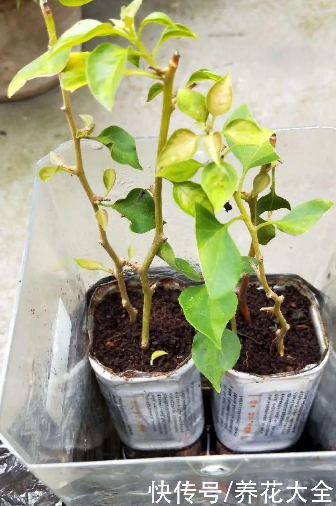 11种常见花，现在扦插，成活率特高