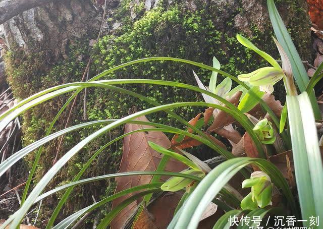 夏天|夏天如何管理兰花,才能确保不会烂根?这3点非常重要