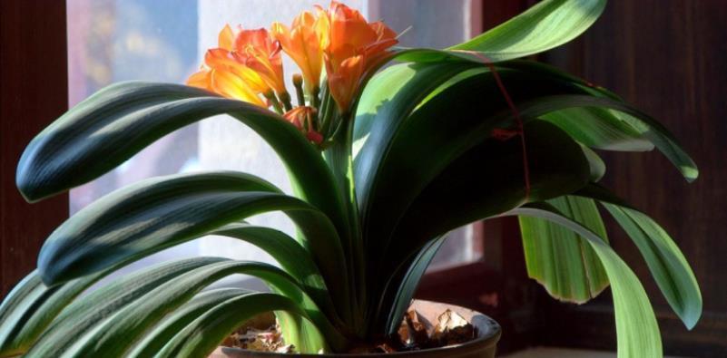 养花|路边土、园区土养花不够肥?掺点它,肥得流油,养啥旺啥