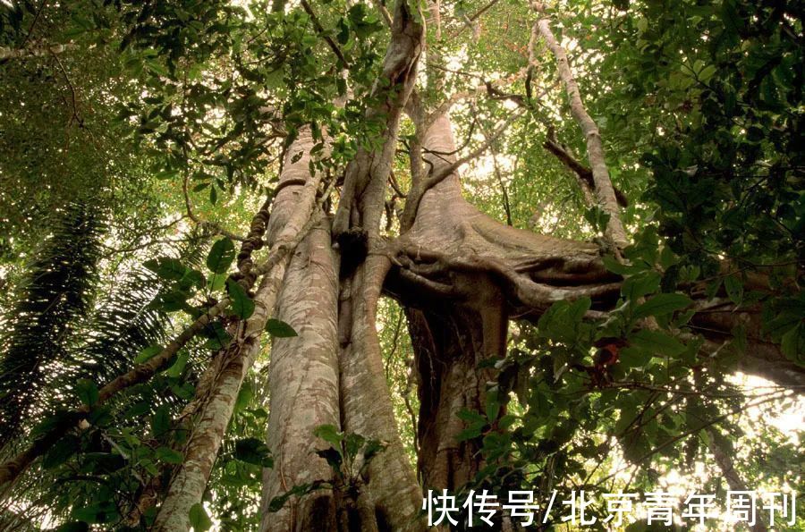 亚马孙河|和植物艺术家一起，迷失热带雨林丨上书房