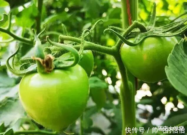 身负狼桃恶名的番茄如何逆袭,成为餐桌的宠儿