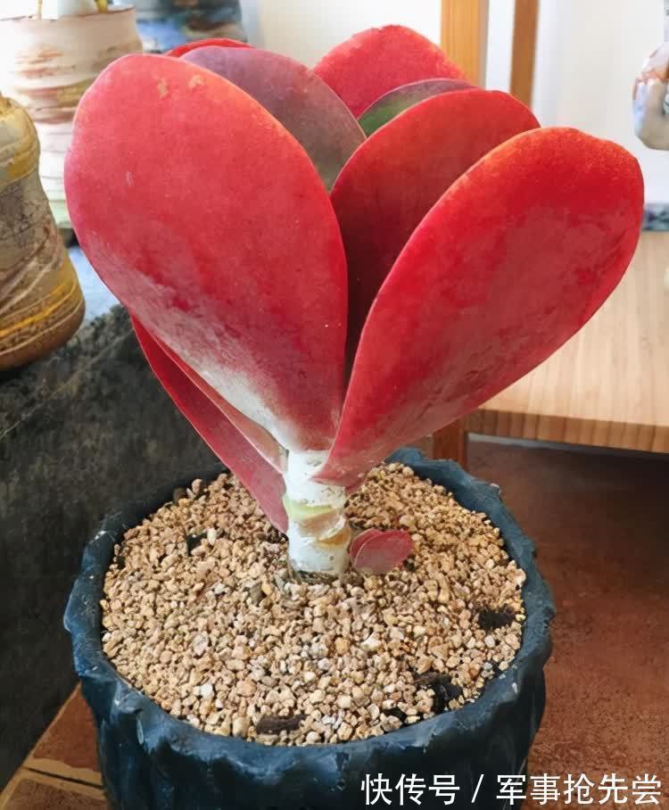 秋冬|他养多肉10多年,总结出9个易出“高价老桩”的品种,适合新手