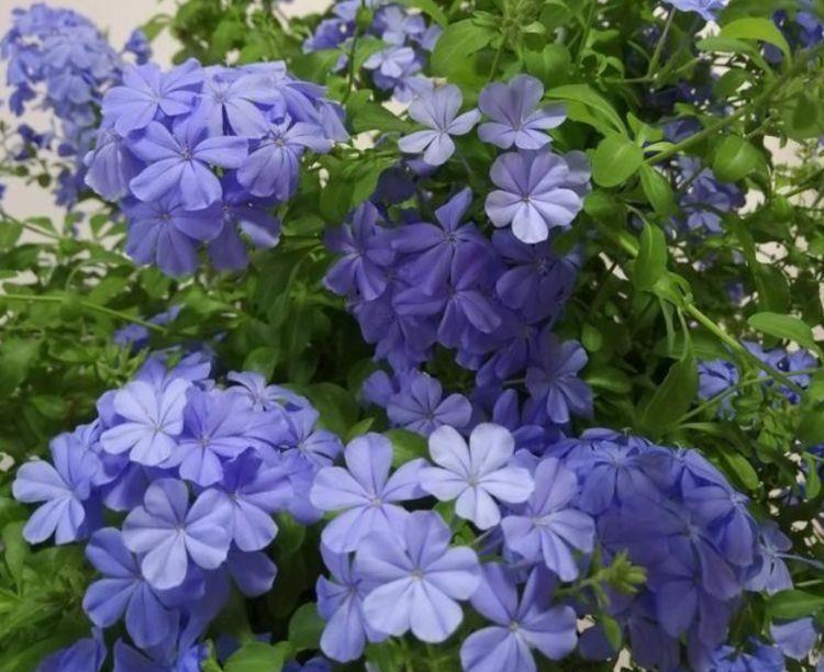 花球|几种花美翻了，开花漂亮又好养，好养易爆盆，惊艳如花球