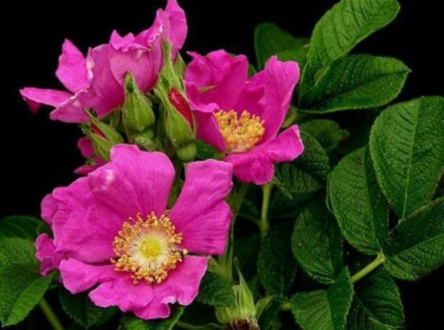 此花花色艳丽,犹如穿着紫红色裙子的少女娇姿欲滴,十分美艳动人