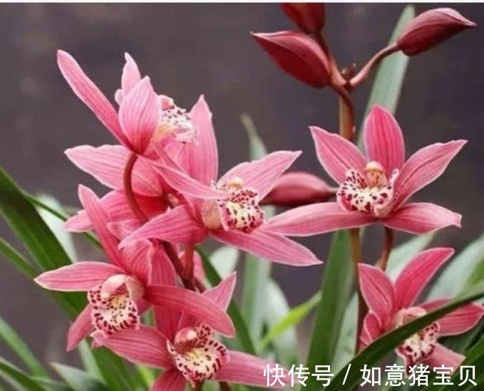 家里养这几款花卉，娇小不占地，便宜又好养，10元2盆