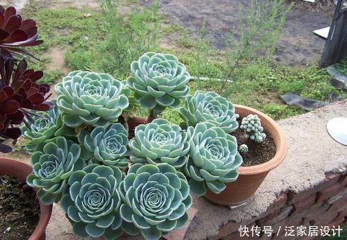 浇水|“夏必死”的5种多肉,改变养殖方法,不黑腐烂根,能安全度夏