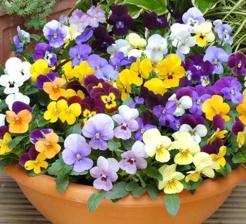 3种漂亮花，好养又好看，一盆变多盆，新手也会养