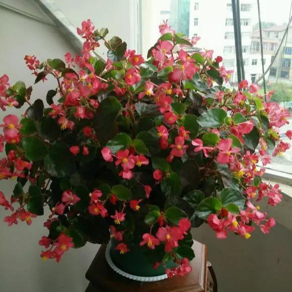 养花技巧粗生粗养也能四季开花！少养1种都觉得亏了