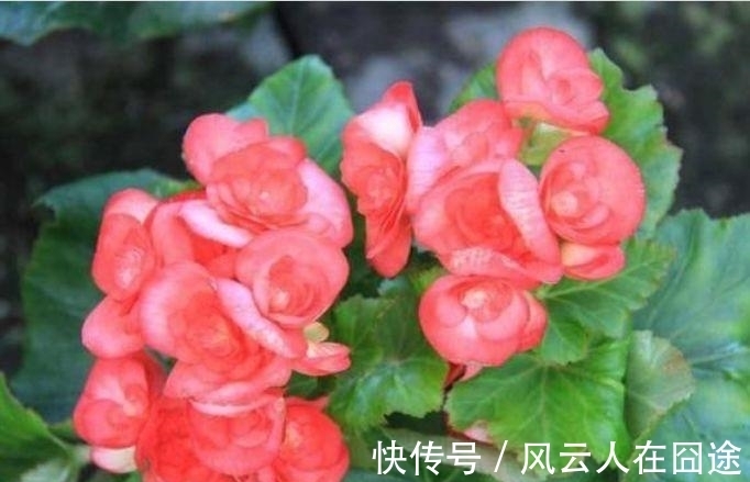 4种花好养易活,旺财又养人,个个美出状态,花朵迷人